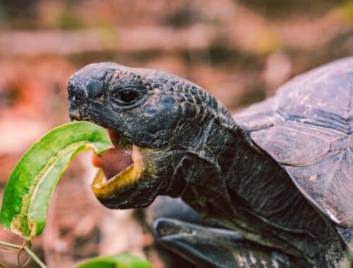 Alimentation des reptiles